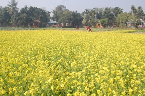 A mustard farming land at Belabar along Indo-Bangla border. TIWN Pic Dec 29